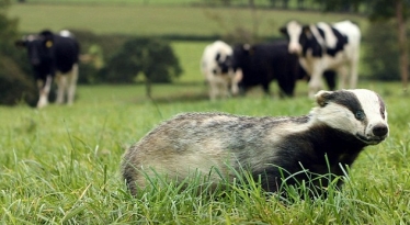 Badger and Cows